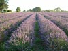 Lavender Field Rows