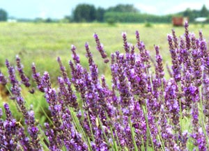 Lavender Bush / Plant