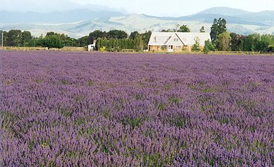 Lavender field