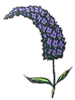Netherfield Lavender Oil Products