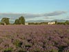 View of the Lavender Field