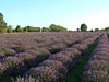 Lavender Field Rows