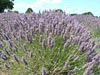 Lavender flowers ready for harvest