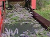 Cut Lavender flowers on the conveyer belt