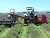 Lavender harvesting in progress