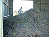 Lavender flowers ready for processing