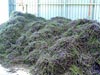 Lavender flower material for processing