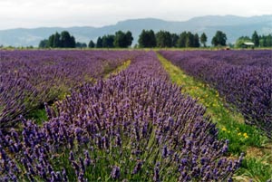 Lavender Field