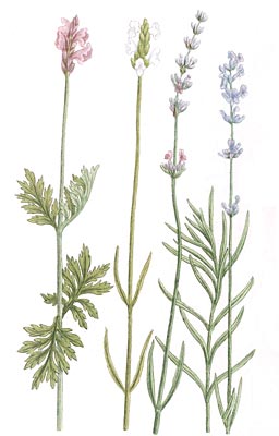 Lavender History Lavender History